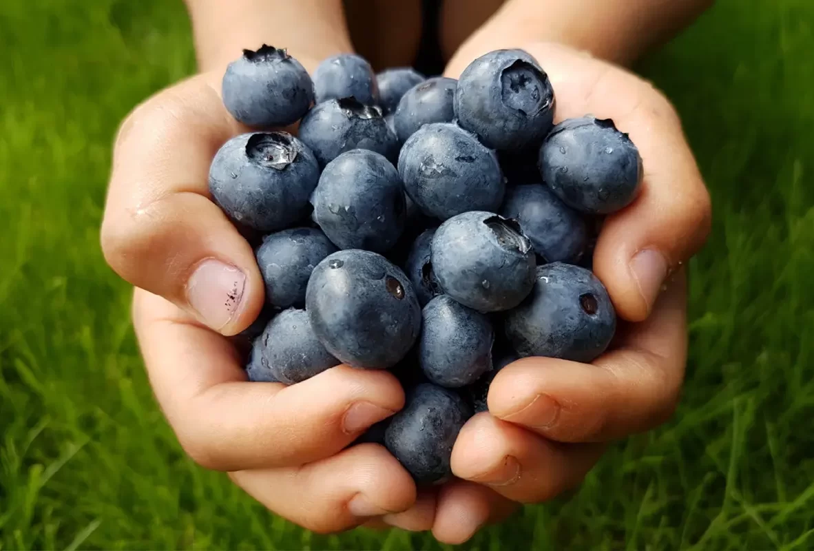 productos-bg-arandanos2