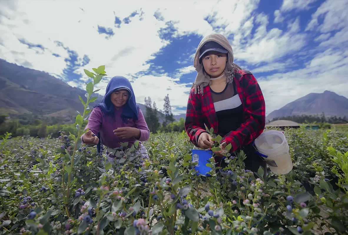 productos-bg-arandanos3