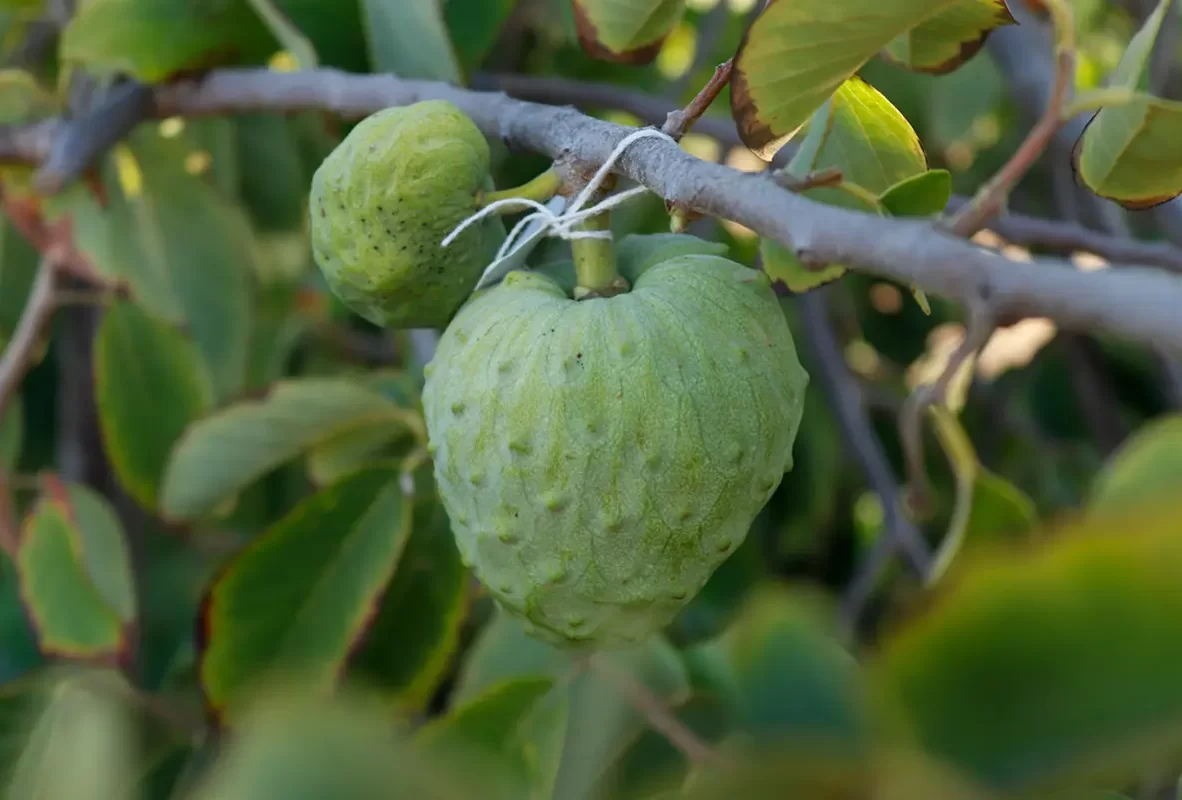 productos-bg-chirimoya1