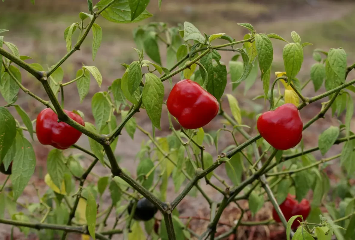 productos-bg-rocoto3